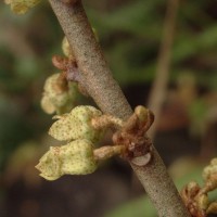 Elaeagnus latifolia L.